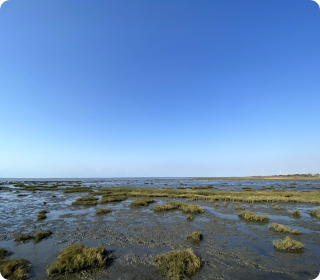 人工濕地，人工濕地建設(shè)