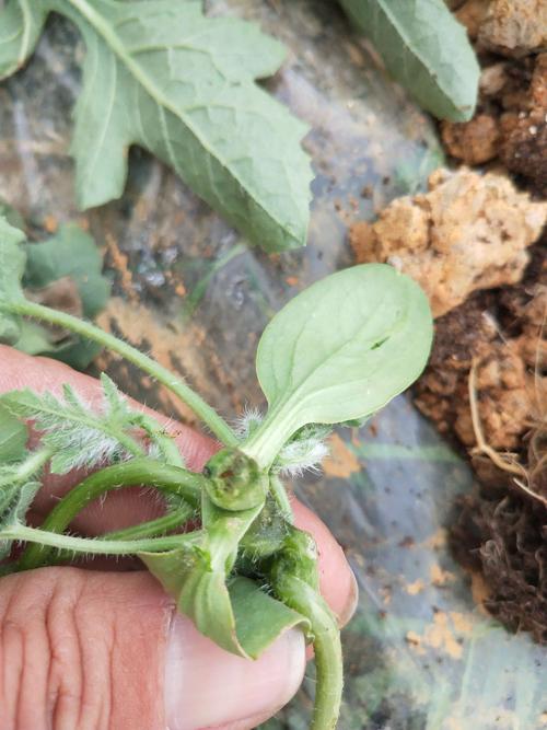 土壤污染 農田酸化 土壤污染 農田酸化