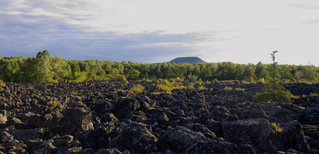 重金屬污染微生物土壤修復 重金屬污染微生物土壤修復