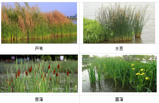 人工濕地植物選擇 人工濕地植物選擇
