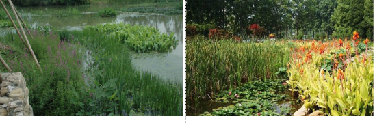 水生植物搭配 水生植物搭配