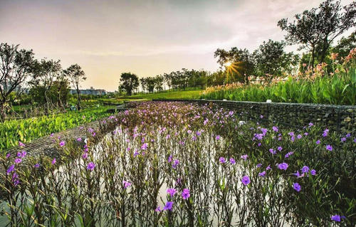 潛流濕地植物 潛流濕地植物