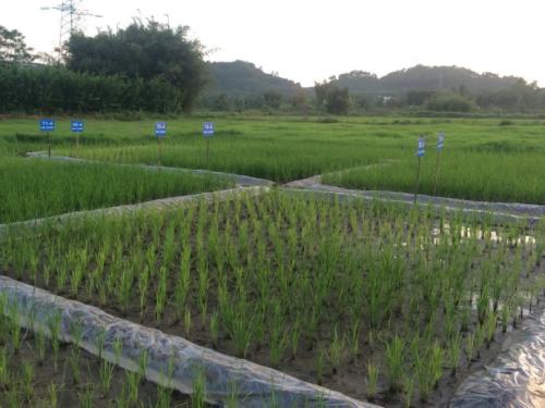 1619321555210914.jpg 農用地.jpg